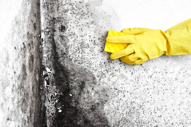Asbestos and Lead Testing During Mold Inspection in Racine, WI